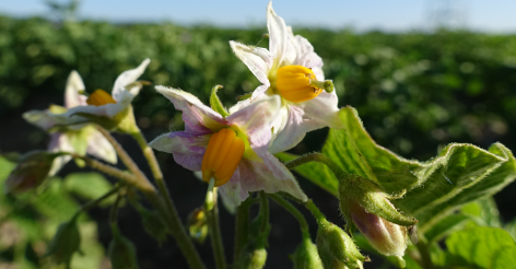 Bl�te von Kartoffelsorte Accuile