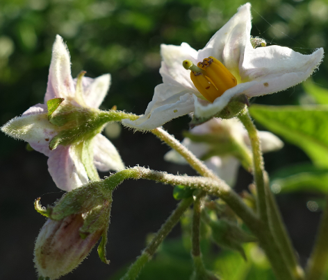 Bl�te von Kartoffelsorte Accuile