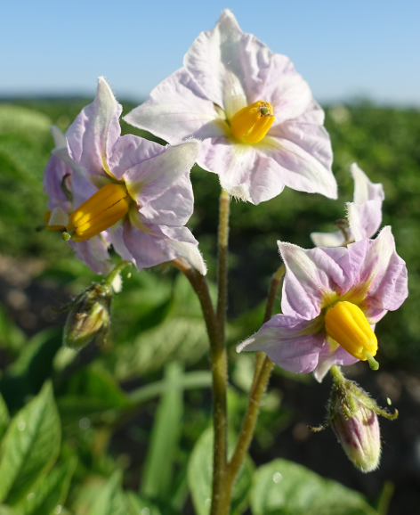 Bl�te von Kartoffelsorte Desiree