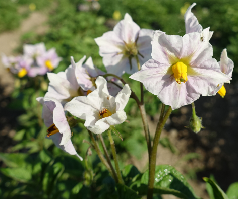 Bl�te von Kartoffelsorte Desiree