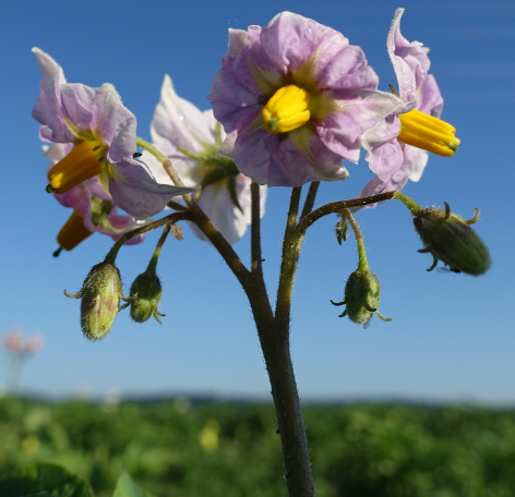 Bl�te von Kartoffelsorte Desiree