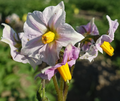 Bl�te von Kartoffelsorte Desiree