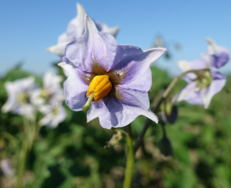 Bl�te von Kartoffelsorte Blauer Schwede