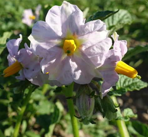 Bl�te von Kartoffelsorte Lugowskoy