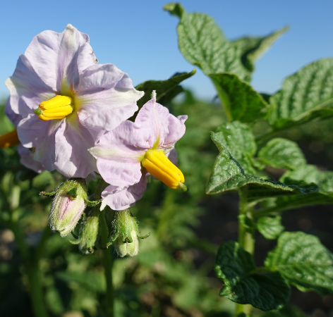 Bl�te von Kartoffelsorte Lugowskoy