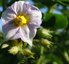 Blüte der Kartoffelsorte Sechswochenkartoffel