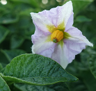  Blüte der Kartoffelsorte La Ratt d'Ardeche