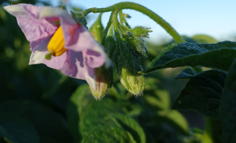 Bl�te von Kartoffelsorte La Ratt D'Ardeche