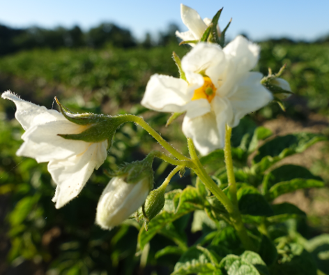 Bl�te von Kartoffelsorte Wei�e L�tschentaler