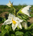 Blüte der Kartoffelsorte Weisse Lötschentaler