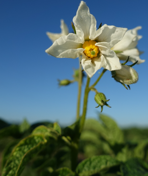 Bl�te von Kartoffelsorte Wei�e L�tschentaler