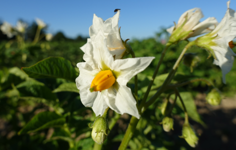 Bl�te von Kartoffelsorte Cara