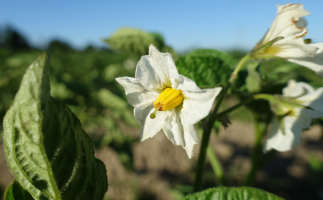 Bl�te von Kartoffelsorte Mrs. Moerle's Purple Baker