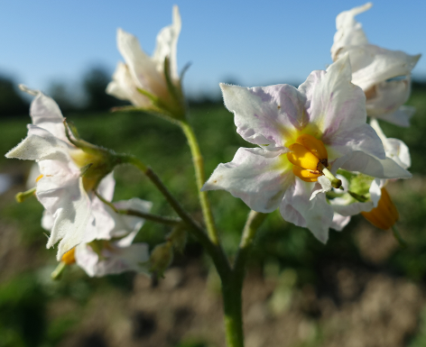 Bl�te von Kartoffelsorte Koenig von Preussen