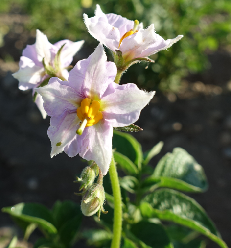 Bl�te von Kartoffelsorte Alpha