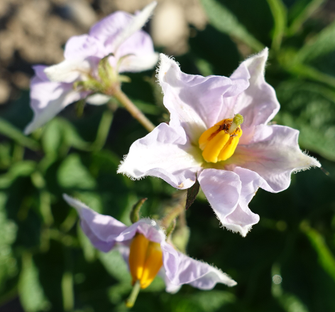 Bl�te von Kartoffelsorte Alpha