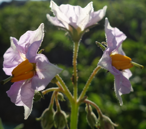 Bl�te von Kartoffelsorte Alpha