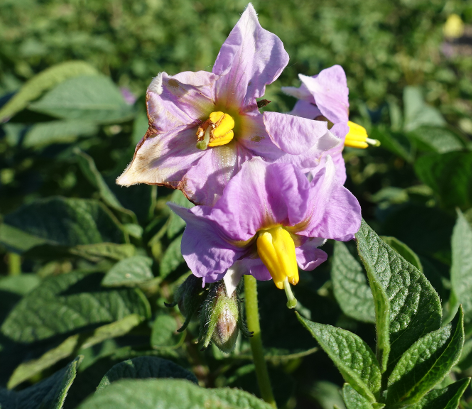 Bl�te von Kartoffelsorte Red Washed