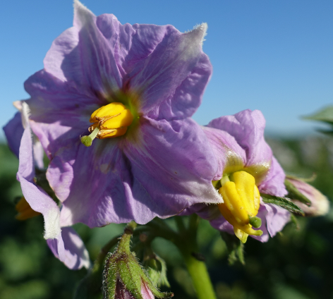 Bl�te von Kartoffelsorte Red Washed