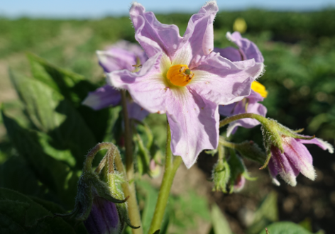 Bl�te von Kartoffelsorte linzer_rose