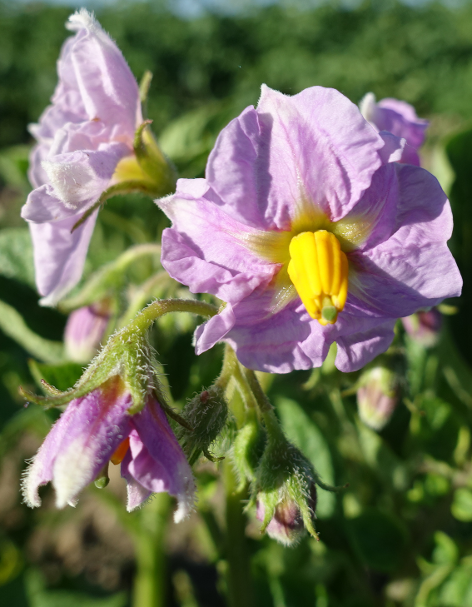 Bl�te von Kartoffelsorte linzer_rose