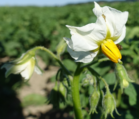 Bl�te von Kartoffelsorte Queen Anne