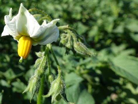 Bl�te von Kartoffelsorte Queen Anne