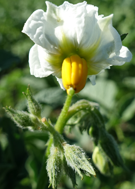 Bl�te von Kartoffelsorte Queen Anne