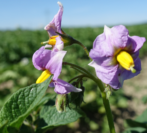 Bl�te von Kartoffelsorte Red Washed