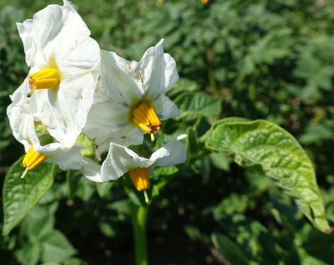 Bl�te von Kartoffelsorte Erdgold