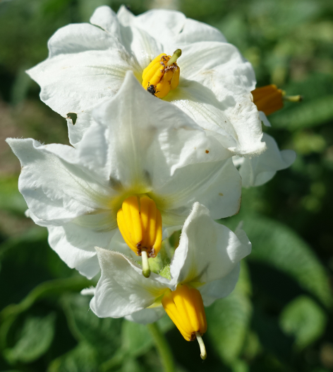 Bl�te von Kartoffelsorte Erdgold