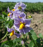 Blüte der Kartoffelsorte Oreb