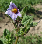 Blüte der Kartoffelsorte F1 P.B.