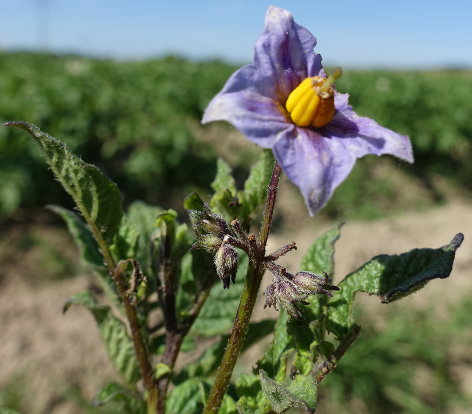 Bl�te von Kartoffelsorte F1 P.B.