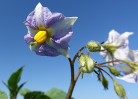 Blüte der Kartoffelsorte Blaue aus Kasachstan