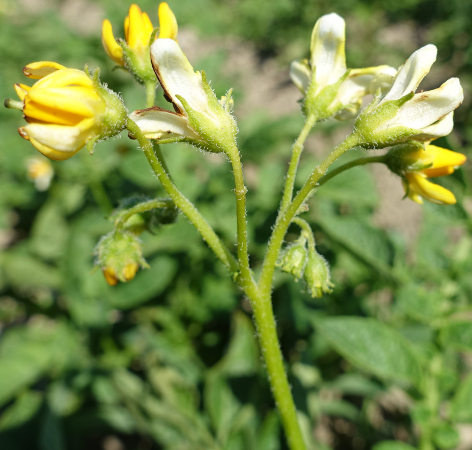 Bl�te von Kartoffelsorte Gelbbl�hender Stamm