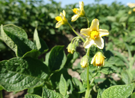 Bl�te von Kartoffelsorte Gelbbl�hender Stamm