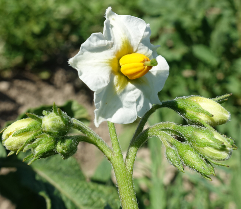 Bl�te von Kartoffelsorte Kefermarkter Stamm