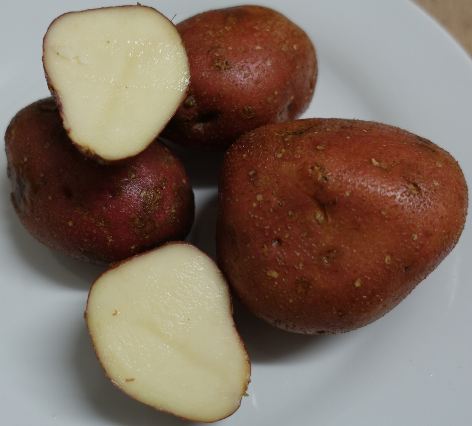 Kartoffelsorte Monte Carlo
