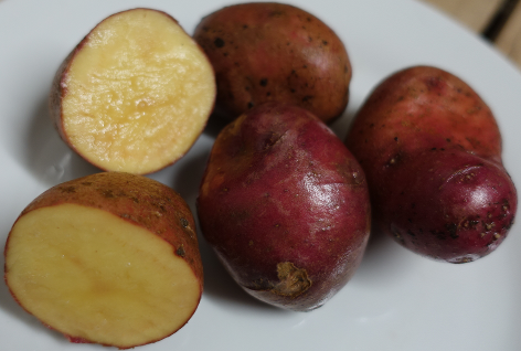 Kartoffelsorte Red Ball