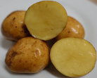 Goldsegen