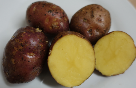 Kartoffelsorte Freeka