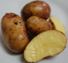 Kuhbauch