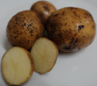 Kartoffelsorte Rosa's Traum I