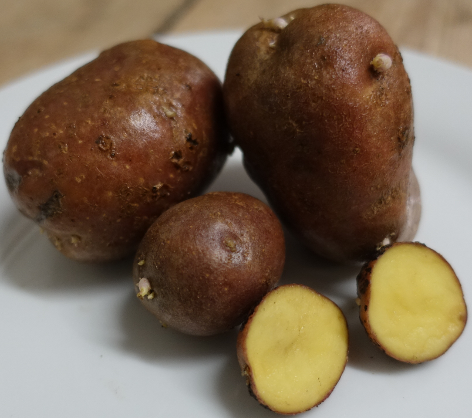 Kartoffelsorte Poulson Inly