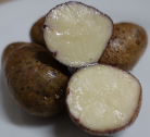 Kartoffelsorte Long Blue Kuba