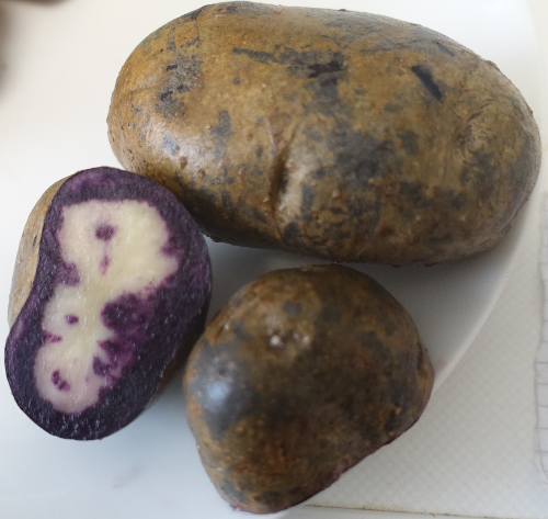 Kartoffelsorte Purple Rain