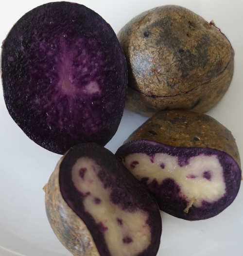 Kartoffelsorte Purple Rain