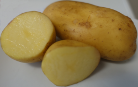 Kartoffelsorte Alexandra