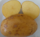 Kartoffelsorte Regina